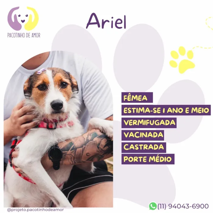 Cachorro raça SRD-ViraLata idade 1 ano nome Ariel