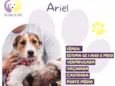 Ariel