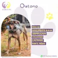 Outono