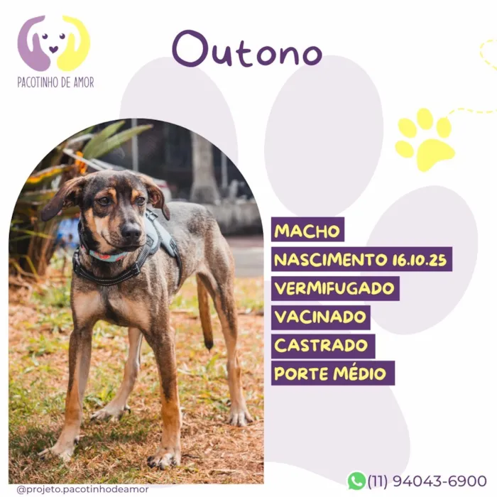 Cachorro raça SRD-ViraLata idade 1 ano nome Outono