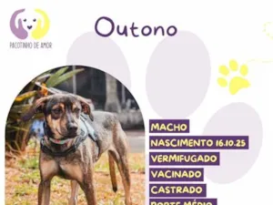 Cachorro raça SRD-ViraLata idade 1 ano nome Outono