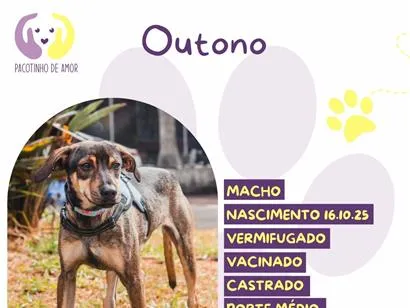 Cachorro raça SRD-ViraLata idade 1 ano nome Outono