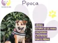 Pipoca