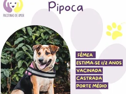Cachorro raça SRD-ViraLata idade 1 ano nome Pipoca