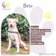 Belo