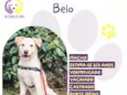 Belo