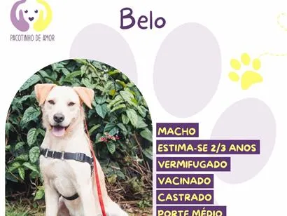 Cachorro raça SRD-ViraLata idade 3 anos nome Belo