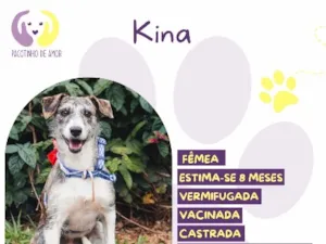 Cachorro raça SRD-ViraLata idade 7 a 11 meses nome Kina