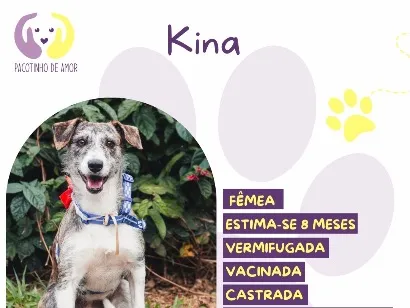 Cachorro raça SRD-ViraLata idade 7 a 11 meses nome Kina