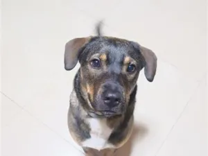 Cachorro raça SRD-ViraLata idade 7 a 11 meses nome Pandora