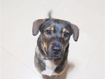 Cachorro raça SRD-ViraLata idade 7 a 11 meses nome Pandora