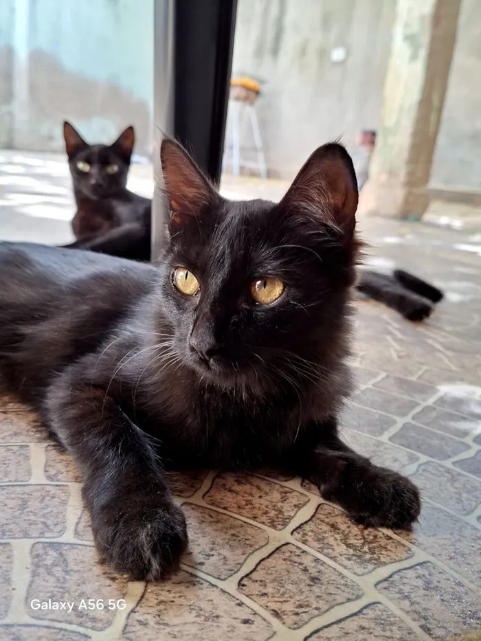 Gato raça SRD-ViraLata idade 2 a 6 meses nome Bebena