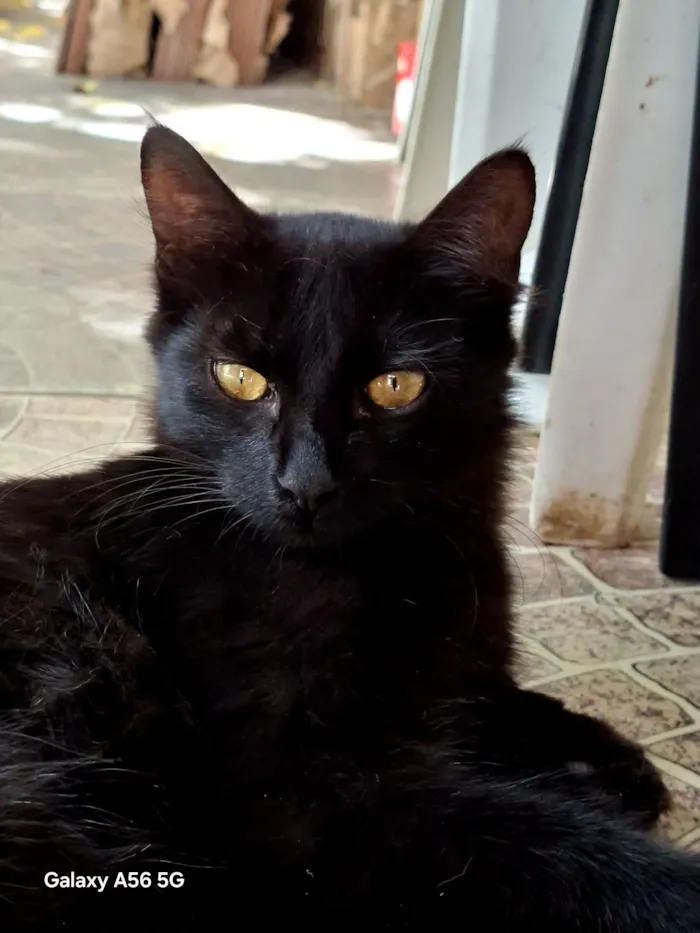 Gato raça SRD-ViraLata idade 2 a 6 meses nome Bebena