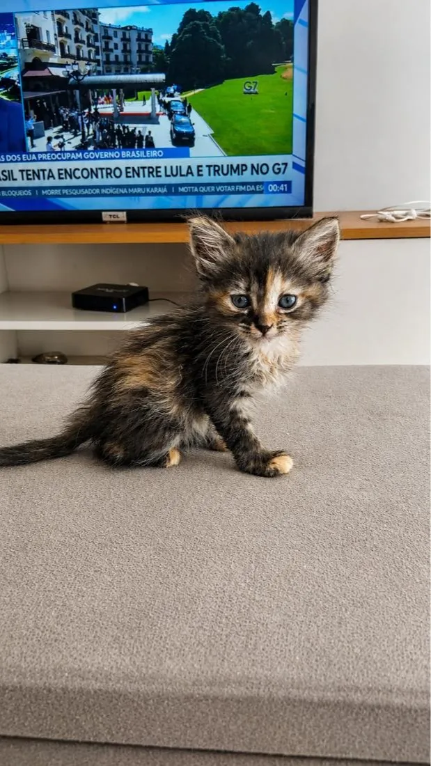 Gato raça SRD-ViraLata idade Abaixo de 2 meses nome jade 