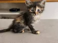 jade 