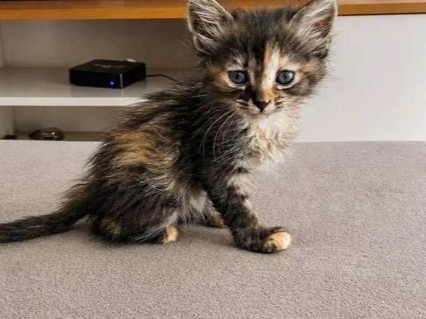 Gato raça SRD-ViraLata idade Abaixo de 2 meses nome jade 