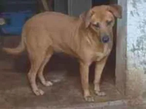 Cachorro raça SRD-ViraLata idade 1 ano nome Luana