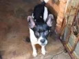 Atena