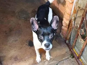 Cachorro raça SRD-ViraLata idade 1 ano nome Atena