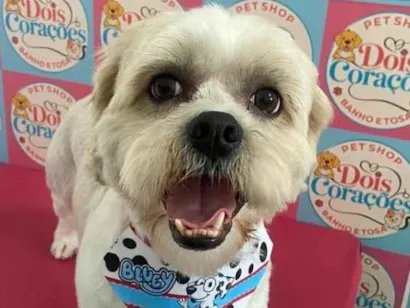 Cachorro raça Lhasa Apso idade 5 anos nome Robson