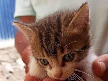 Gato raça SRD-ViraLata idade 2 a 6 meses nome não tem nome ainda 