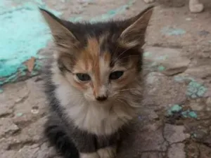 Gato raça SRD-ViraLata idade 2 a 6 meses nome não tem nome ainda 