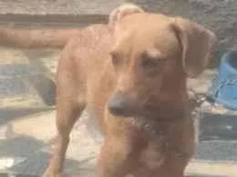 Cachorro raça SRD-ViraLata idade Abaixo de 2 meses nome Kaila