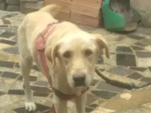 Cachorro raça SRD-ViraLata idade 1 ano nome Charlota