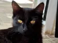 Bebena