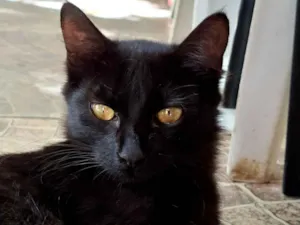 Gato raça SRD-ViraLata idade 2 a 6 meses nome Bebena