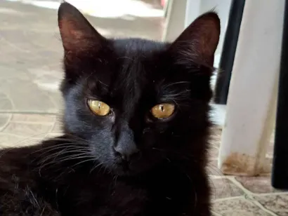Gato raça SRD-ViraLata idade 2 a 6 meses nome Bebena