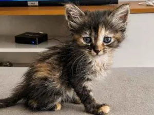 Gato raça SRD-ViraLata idade Abaixo de 2 meses nome jade 