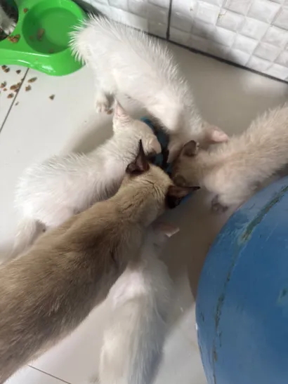Gato raça SRD-ViraLata idade Abaixo de 2 meses nome Sem nome 