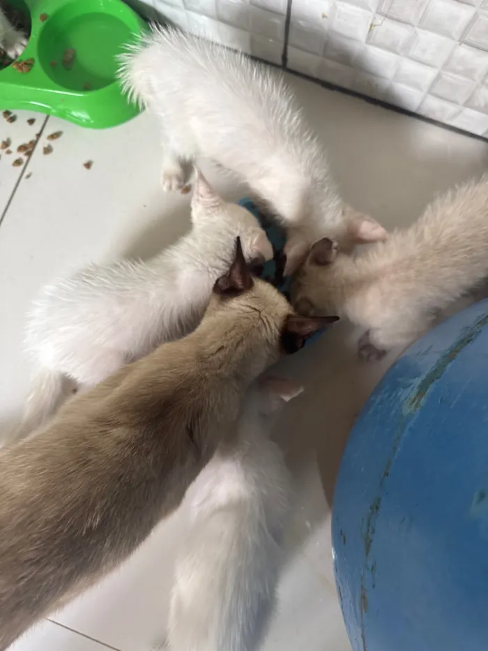 Gato raça SRD-ViraLata idade Abaixo de 2 meses nome Sem nome 