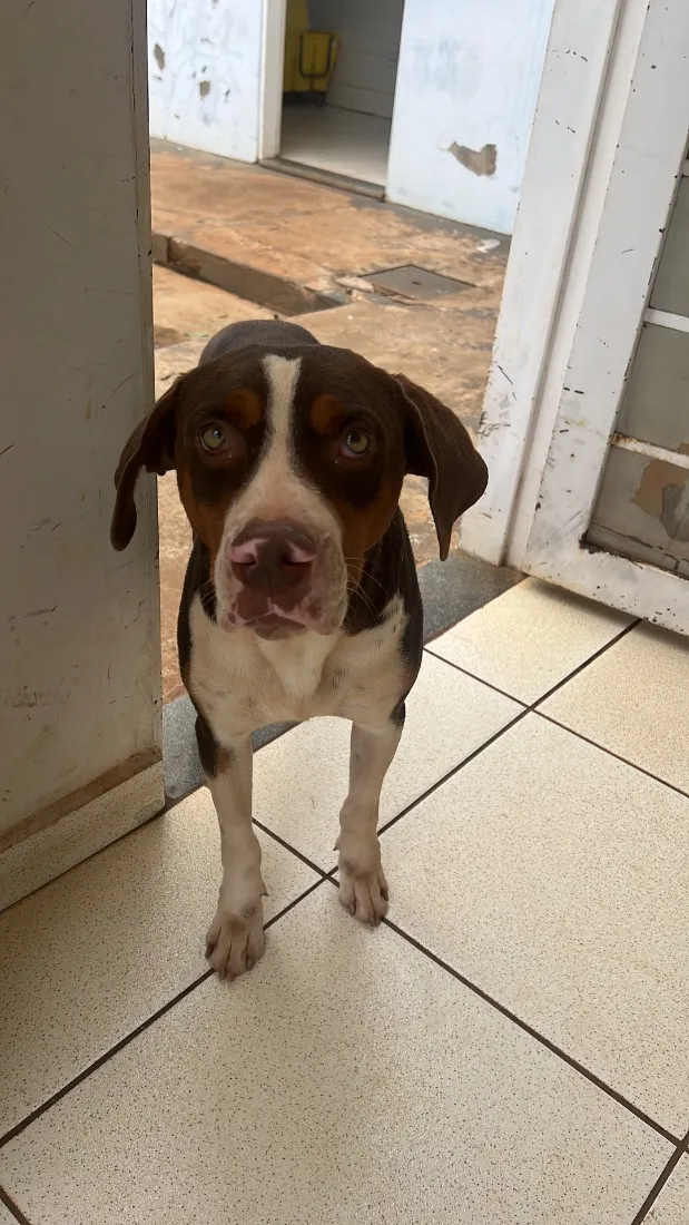 Cachorro raça Pitbull idade 2 anos nome Cãozinho 