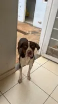 Cãozinho 