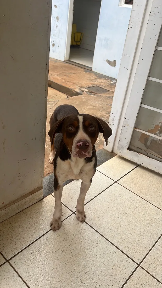 Cachorro raça Pitbull idade 2 anos nome Cãozinho 