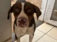 Cãozinho 