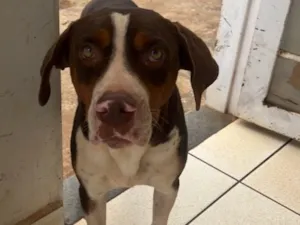 Cachorro raça Pitbull idade 2 anos nome Cãozinho 