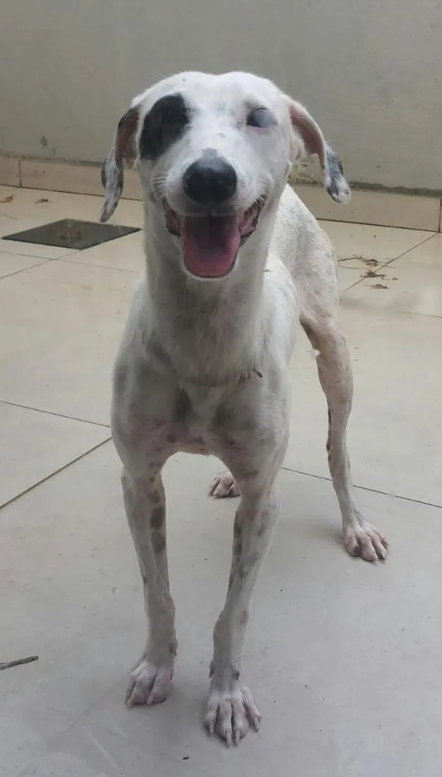 Cachorro raça SRD-ViraLata idade 2 a 6 meses nome Branquinho 