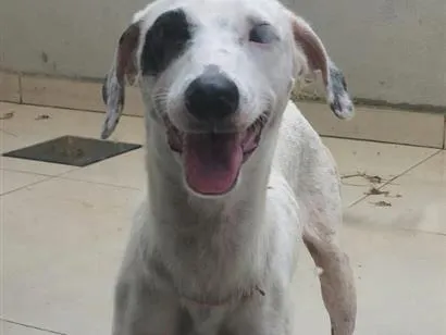 Cachorro raça SRD-ViraLata idade 2 a 6 meses nome Branquinho 