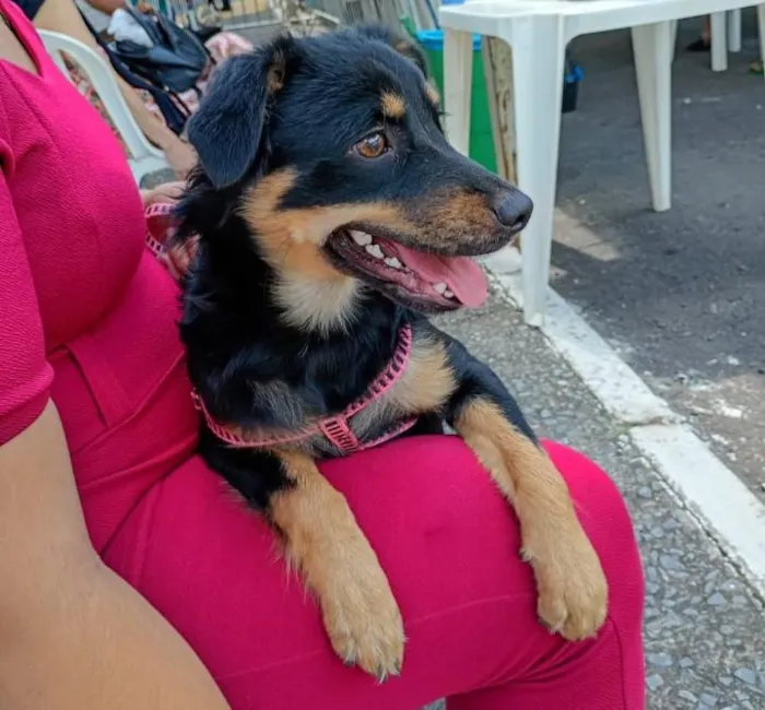 Cachorro raça SRD-ViraLata idade 1 ano nome Maya