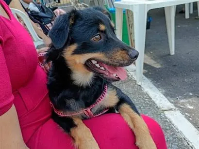 Cachorro raça SRD-ViraLata idade 1 ano nome Maya