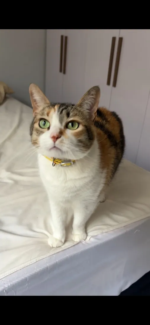 Gato raça SRD-ViraLata idade 6 ou mais anos nome Berenice