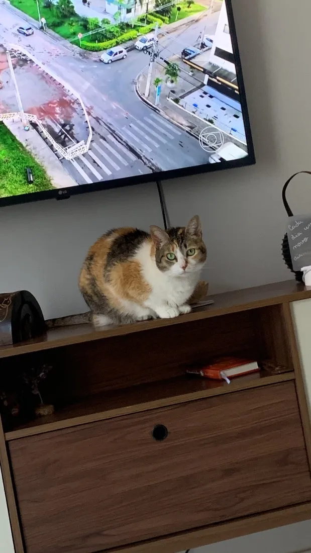 Gato raça SRD-ViraLata idade 6 ou mais anos nome Berenice