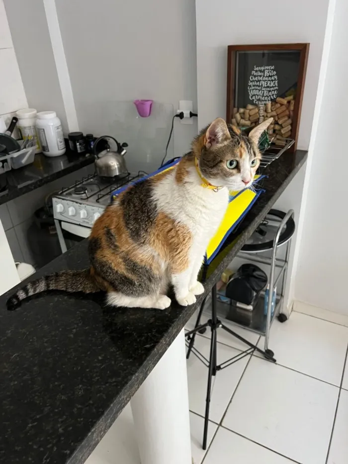 Gato raça SRD-ViraLata idade 6 ou mais anos nome Berenice