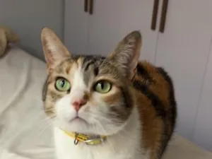 Gato raça SRD-ViraLata idade 6 ou mais anos nome Berenice