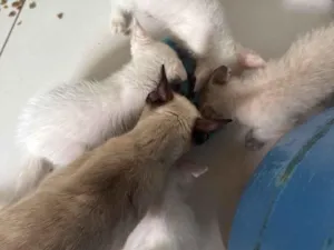 Gato raça SRD-ViraLata idade Abaixo de 2 meses nome Sem nome 