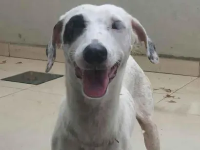 Cachorro raça SRD-ViraLata idade 2 a 6 meses nome Branquinho 