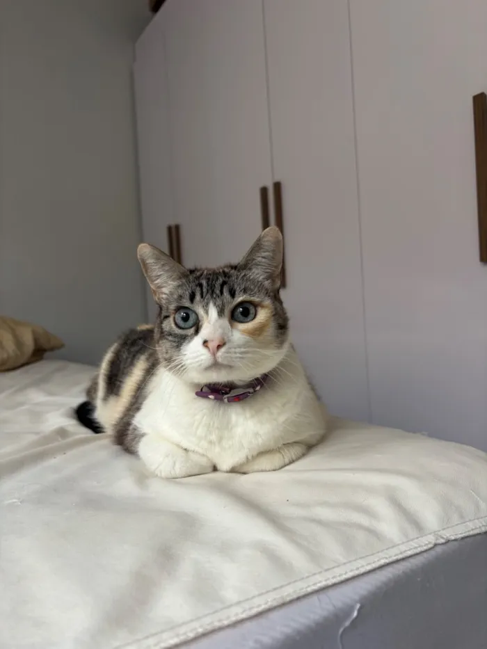 Gato raça SRD-ViraLata idade 6 ou mais anos nome Luna
